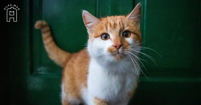Cover photo Cat แมว วันแมวโลก