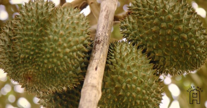 durian ทุเรียน