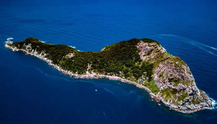 เกาะอสรพิษ บราซิล งูโกลเดนแลนซ์เฮด