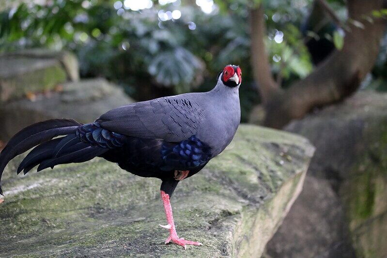 ไก่ฟ้าพญาลอ Siamese Fireback