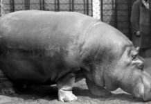 หมูเด้งแห่งเลนินกราด