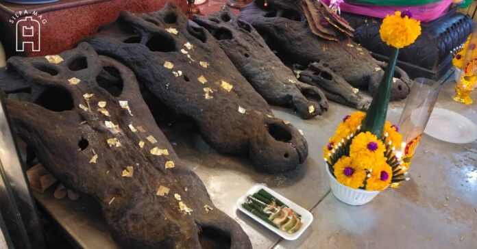 หัวจระเข้ ศาลเจ้าพ่อหลักเมือง เมืองพระประแดง