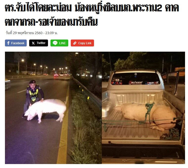 ข่าว จับได้โดยละม่อม จับหมู คืนเจ้าของ