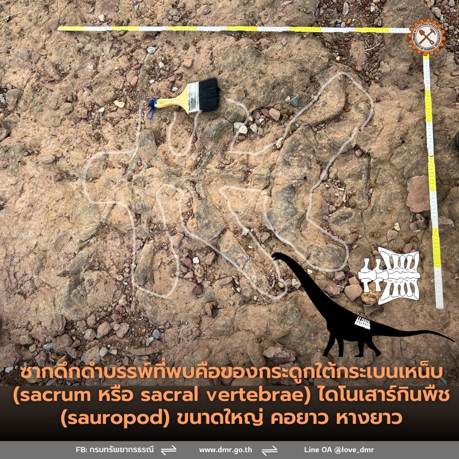 ภาพซากดึกดำบรรพ์กระดูกไดโนเสาร์ อำเภอน้ำพอง จังหวัดขอนแก่น