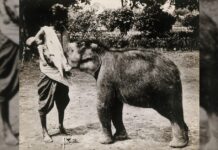 ลูกช้างกินนมคน ภาพเก่า สมัย รัชกาลที่ 5