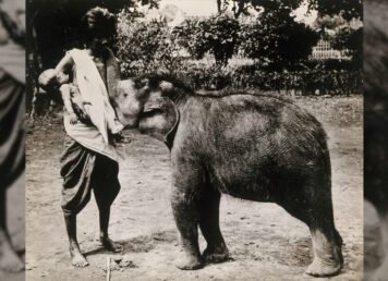 ลูกช้างกินนมคน ภาพเก่า สมัย รัชกาลที่ 5