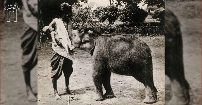 ลูกช้างกินนมคน ภาพเก่า สมัย รัชกาลที่ 5