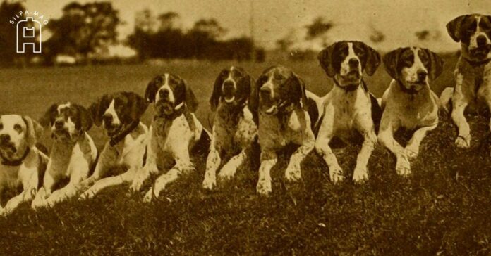 .“สุนัขนำโชค” ตามตำราพรหมชาติ เป็นอย่างไร?.