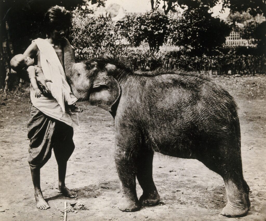 นางสุก สตรี ชาวสยาม อุ้มลูกน้อย ให้นม ลูกช้าง