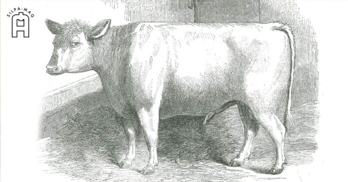 ภาพวาด วัวกระทิงหนุ่มพ่อพันธุ์ ของพระราชทาน แด่ พระเจ้ากรุงสยาม