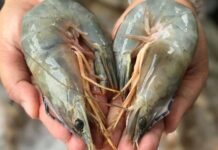 กุ้ง กุ้งแชบ๊วย แชบ๊วย ภาษาแต้จิ๋ว
