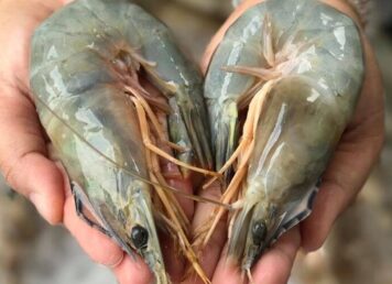 กุ้ง กุ้งแชบ๊วย แชบ๊วย ภาษาแต้จิ๋ว