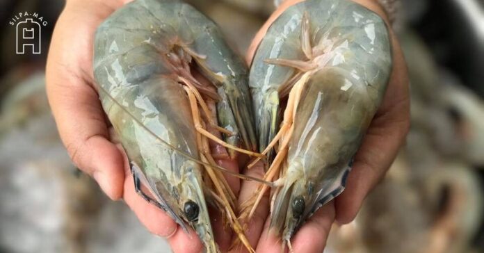 กุ้ง กุ้งแชบ๊วย แชบ๊วย ภาษาแต้จิ๋ว