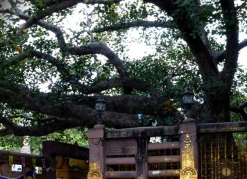 ต้นพระศรีมหาโพธิ์