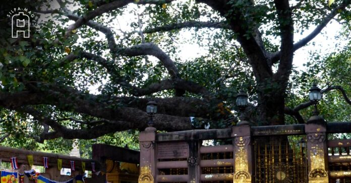ต้นพระศรีมหาโพธิ์