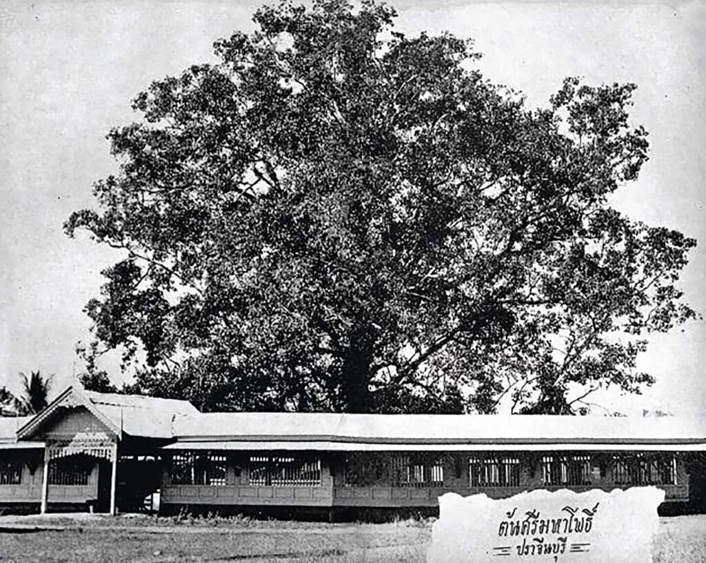 ต้นศรีมหาโพธิ์ ปราจีนบุรี