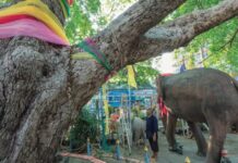 ต้นไม้ในประวัติศาสตร์