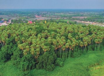 ต้นไม้อายุยืน