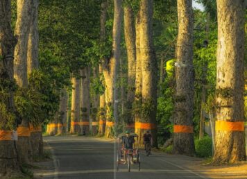 ต้นยางอำเภอสารภี