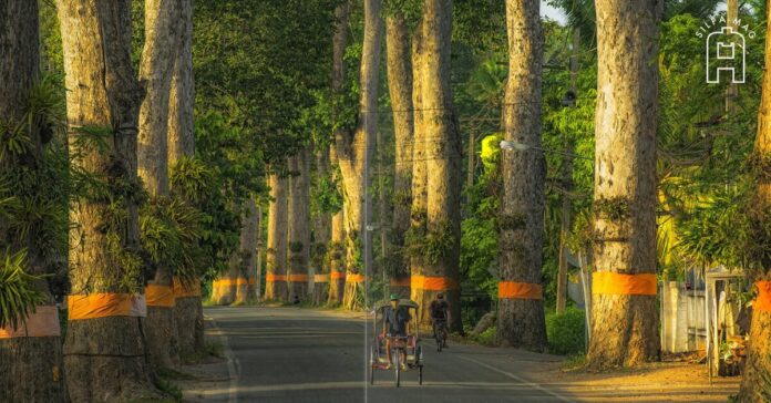 tanyang ต้นยางอำเภอสารภี