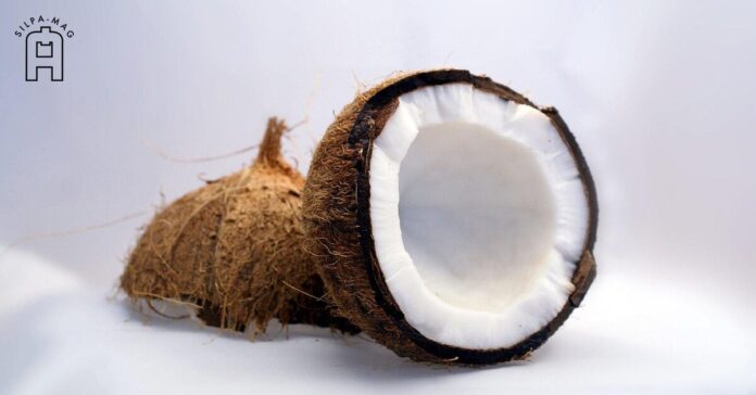 coconut ไห่หนาน สวรรค์ของคนรักมะพร้าว