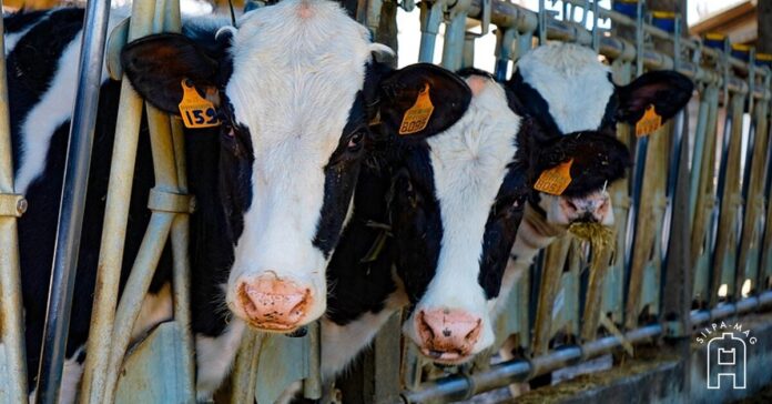 cow คนไทย เพิ่งนิยมดื่มนมวัว