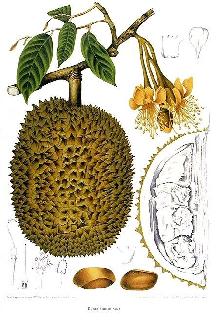 ภาพเขียน ผลทุเรียน