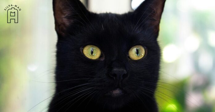 black cat 17 แมวดีในไทย