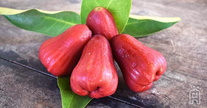 Rose-Apple ชมพู่ ผลไม้ ชาววัง
