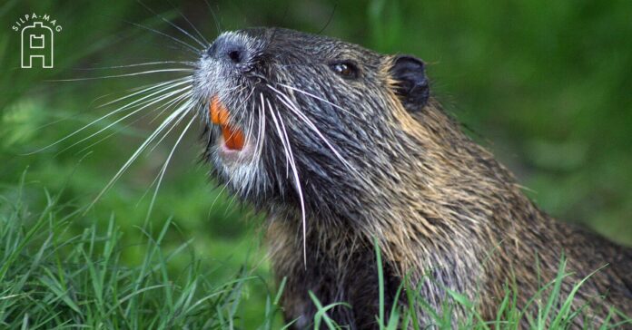 Beaver บีเวอร์ สัตว์ฟันแทะใหญ่อันดับ 2 ของโลก