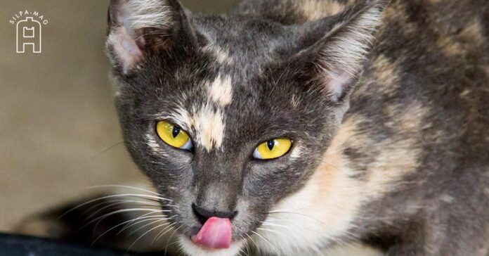 Meow 5 ภาษิต คำพังเพย สำนวนไทย ที่มีคำว่าแมว