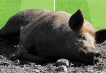 หมู สัตว์ที่เปรียบเปรยถึงเรื่องง่าย ๆ มีที่มาจากอะไร ทำไม่ต้องเป็นหมู? หมู สัตว์ที่เปรียบเปรยถึงเรื่องง่าย ๆ กับ 2 ที่มาน่าสนใจ
