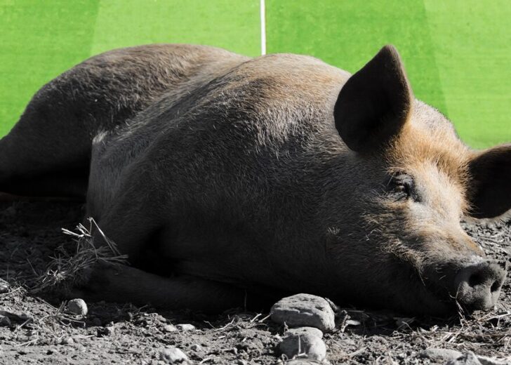 หมู สัตว์ที่เปรียบเปรยถึงเรื่องง่าย ๆ มีที่มาจากอะไร ทำไม่ต้องเป็นหมู? หมู สัตว์ที่เปรียบเปรยถึงเรื่องง่าย ๆ กับ 2 ที่มาน่าสนใจ