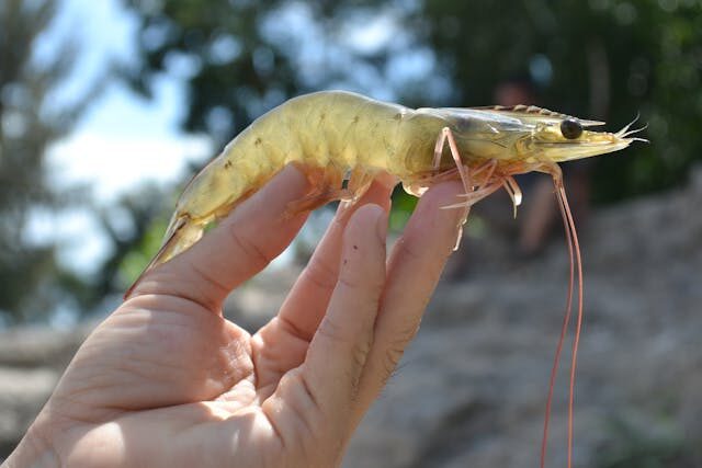 กุ้ง